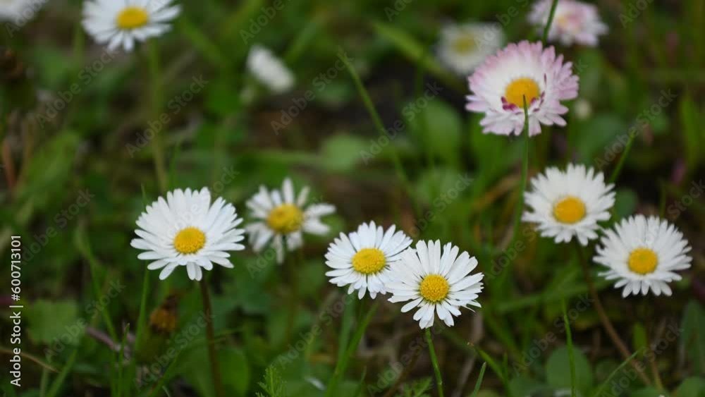 Daisies. Chamomile and grass background in the wind Daisies. Chamomile and grass background in the wind