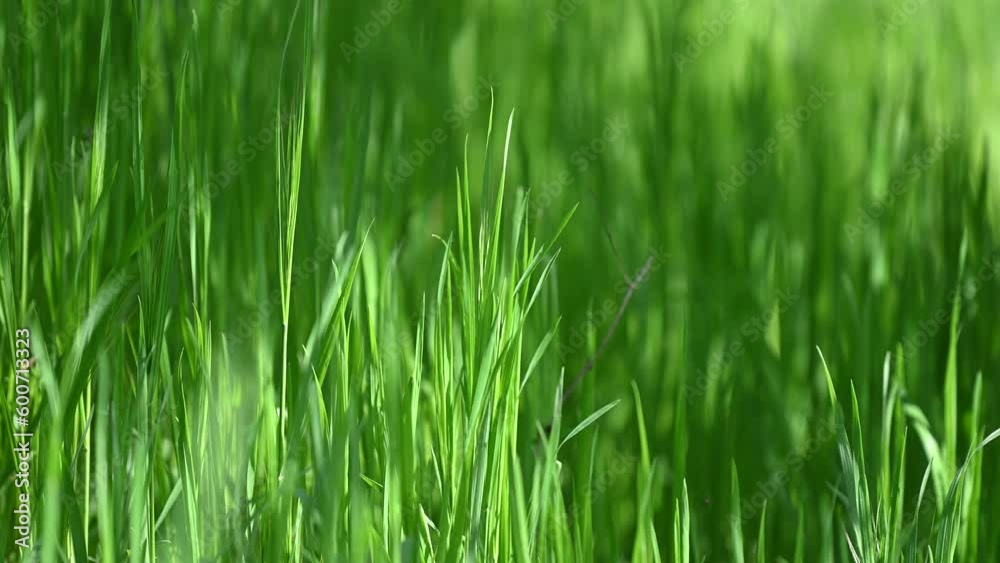 Macro grass abstract background spring in the Europe Macro grass abstract background spring in the Europe