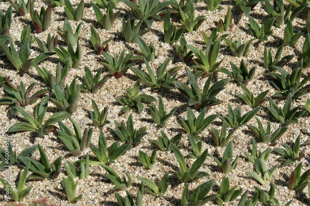 Decorative plants. Succulents in a sandy bed on a sunny day. Decorative plants. Succulents in a sandy bed on a sunny day.