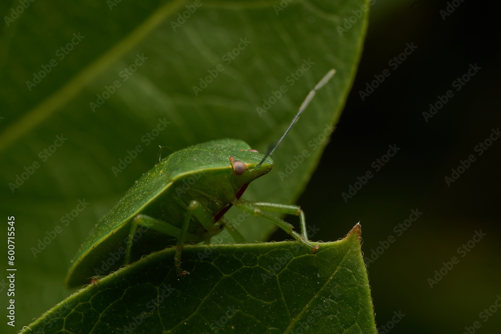 Details of a Details of a