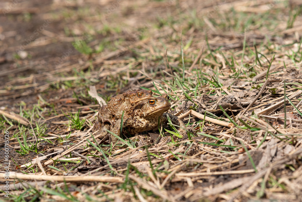 pair of common toads in amplexus among dry grass pair of common toads in amplexus among dry grass
