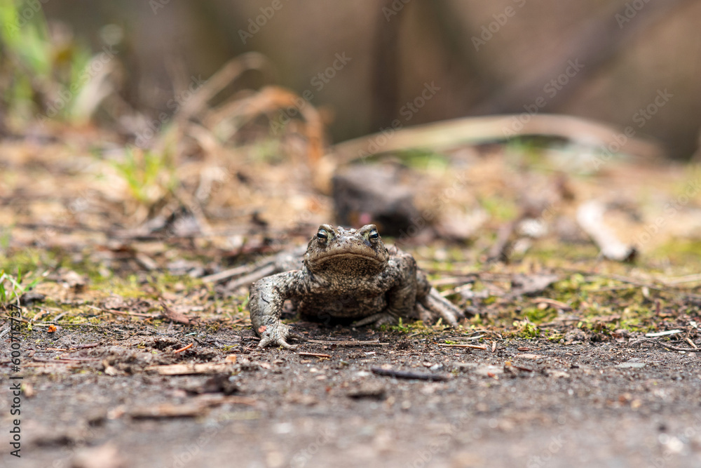 common toad about to cross the road common toad about to cross the road