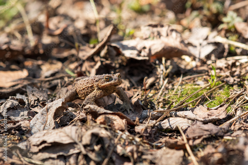 common toad after hibernation among dry foliage