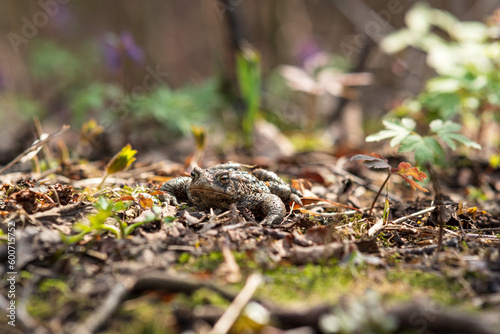 common toad hides among dry foliage