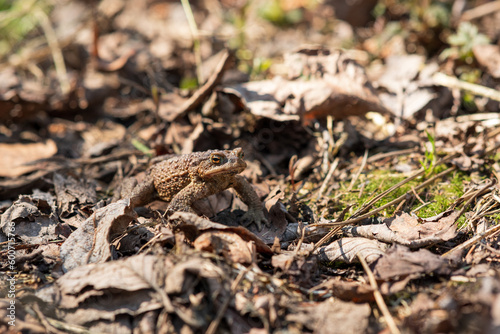 common toad after hibernation among dry foliage © Evgeny
