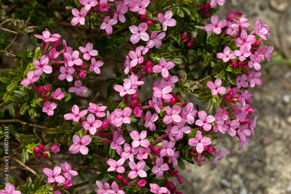 Rosmarin-Seidelbast (Daphne cneorum) im Garten Rosmarin-Seidelbast (Daphne cneorum) im Garten