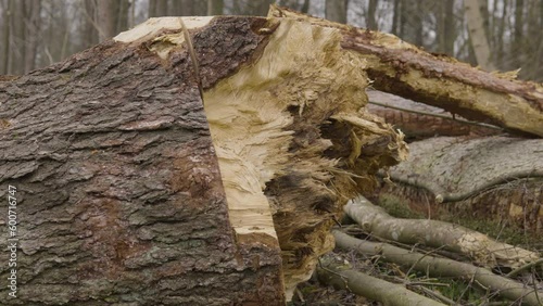 Dolly shot across broken splintered fallen tree trunk with chainsaw cut markings on the bark photo