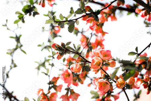 Natural background of flowering branches. Blooming branches in red flowers on a background of sky on sunny day, selective focus