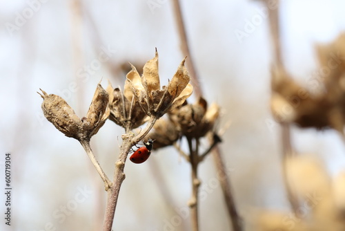 ladybug on a branch