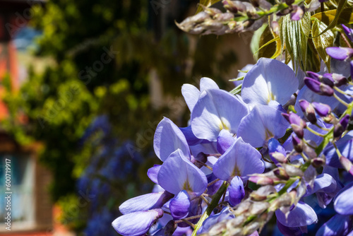 Gros plan sur une glycine qui colore les villages traditionnels en Alsace, CeA, Grand Est, France