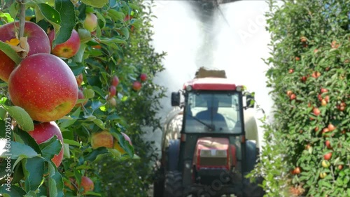Spraying apple orchard to protect against disease and insects. Apple fruit tree spraying with a tractor and agricultural machinery