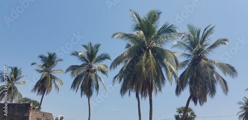 palm trees on the beach