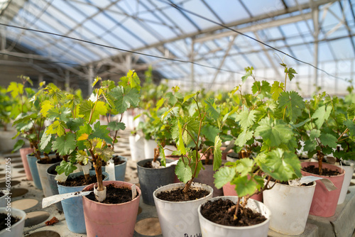 plants in a greenhouse