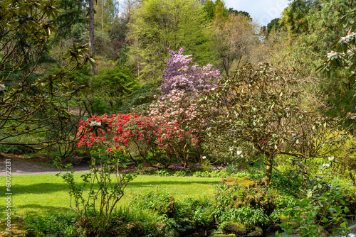 views around a gorgeous UK garden in spirng time photo