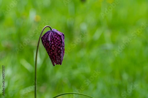 views around a gorgeous UK garden in spirng time photo