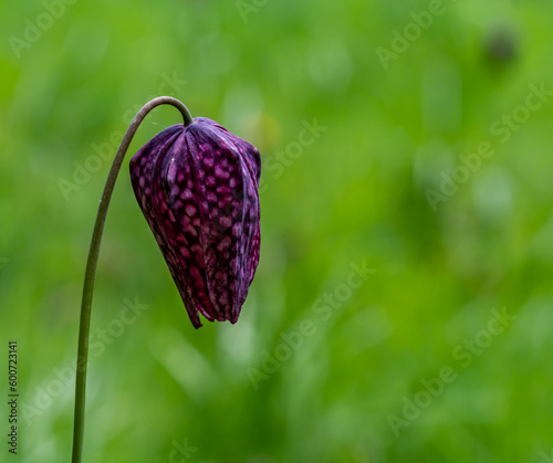 views around a gorgeous UK garden in spirng time photo