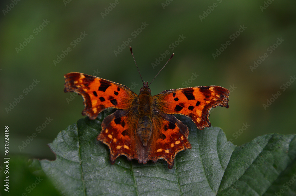 Obraz premium C-Falter auf Blatt