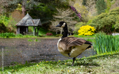 views around a gorgeous UK garden in spirng time photo