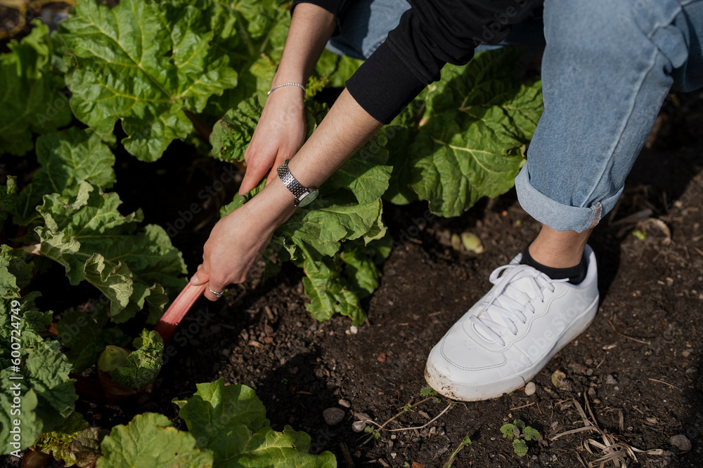 Fototapeta premium Woman harvesting vegetables in garden