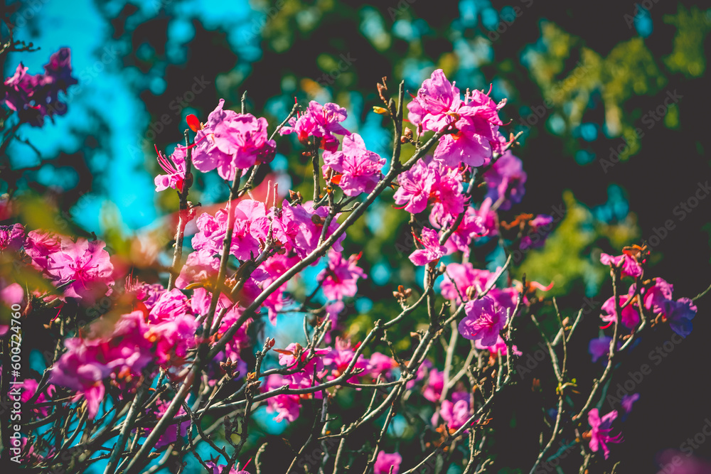 Obraz premium Selective focus. Spring background. Pink rhododendron flowers.