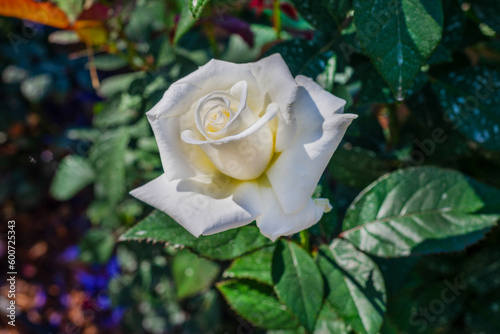Close-up of a white rose on the green leaves