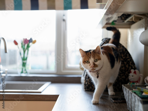 Portrait of cat walking on kitchen counter at home © Cultura Creative