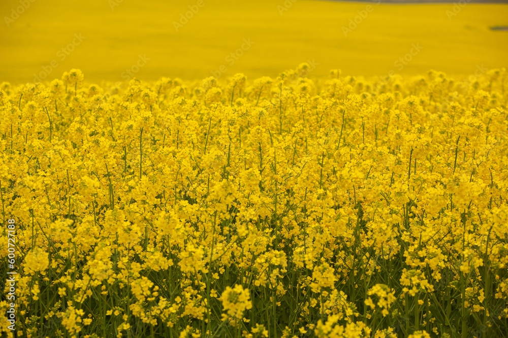 Rapeseed field with yellow. canola field in bloom in spring. Plant for green energy. Biofuel produced from rapeseed Rapeseed field with yellow. canola field in bloom in spring. Plant for green energy. Biofuel produced from rapeseed