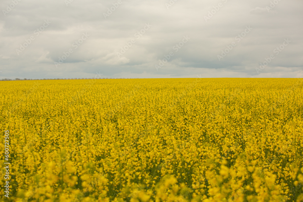 Rapeseed field with yellow. canola field in bloom in spring. Plant for green energy. Biofuel produced from rapeseed