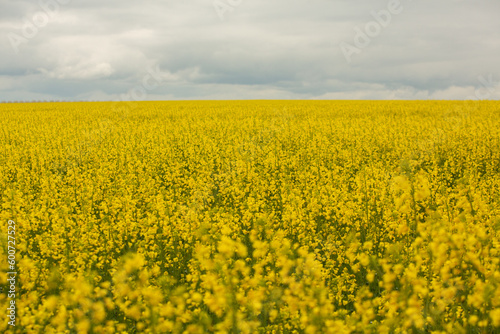Rapeseed field with yellow. canola field in bloom in spring. Plant for green energy. Biofuel produced from rapeseed