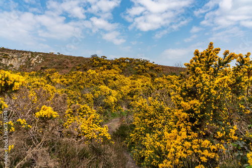 walking around the Breakwater Nature park , Holyhead, Anglesey in spring 