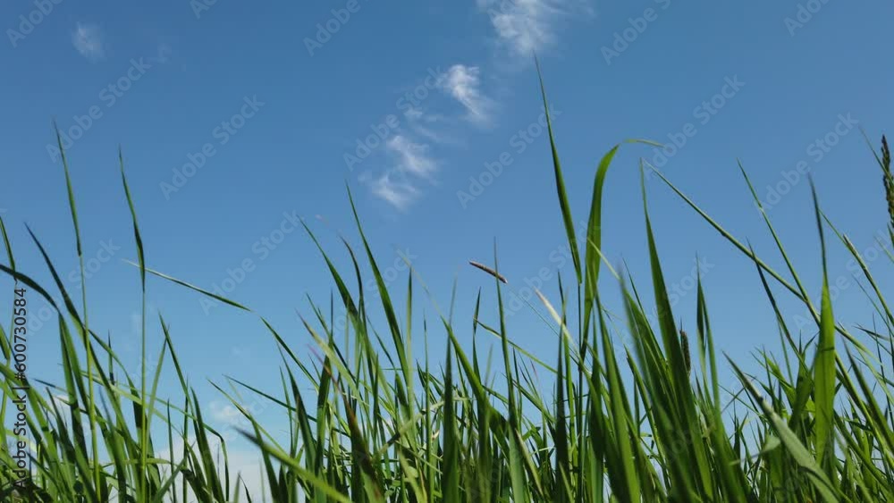 Green grass in the wind with a blue sky Green grass in the wind with a blue sky