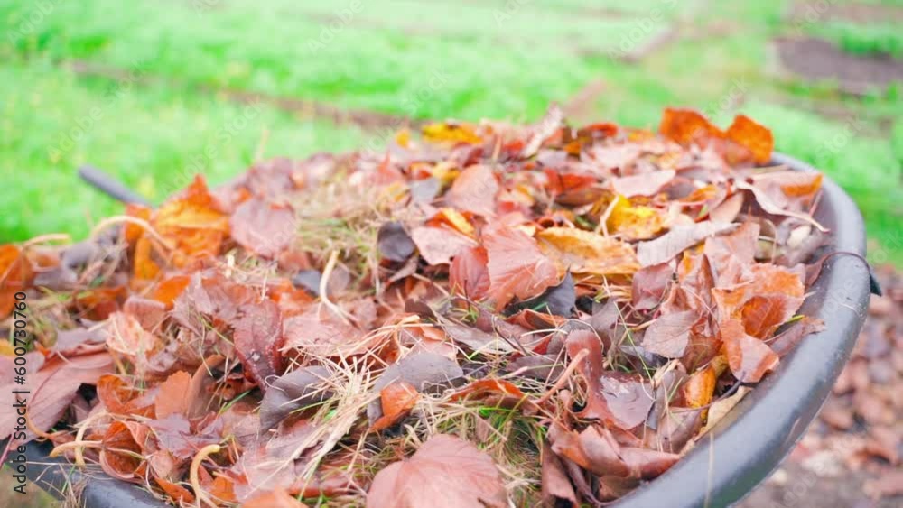 Autumn foliage from trees in a garden wheelbarrow, close-up. Smooth camera movement Autumn foliage from trees in a garden wheelbarrow, close-up. Smooth camera movement
