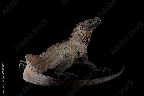 Hydrosaurus weberi closeup on isolated background  Hydrosaurus weberi lizard closeup