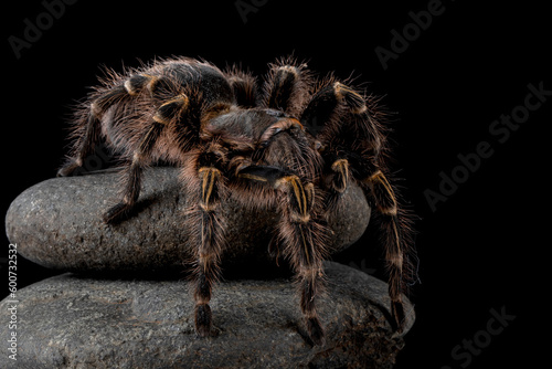 Grammostola Pulchripes tarantula (Chaco Golden Knee), tarantula front view on reflection with black background
