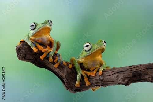 Tree frog on branch, Gliding frog (Rhacophorus reinwardtii) sitting on branch