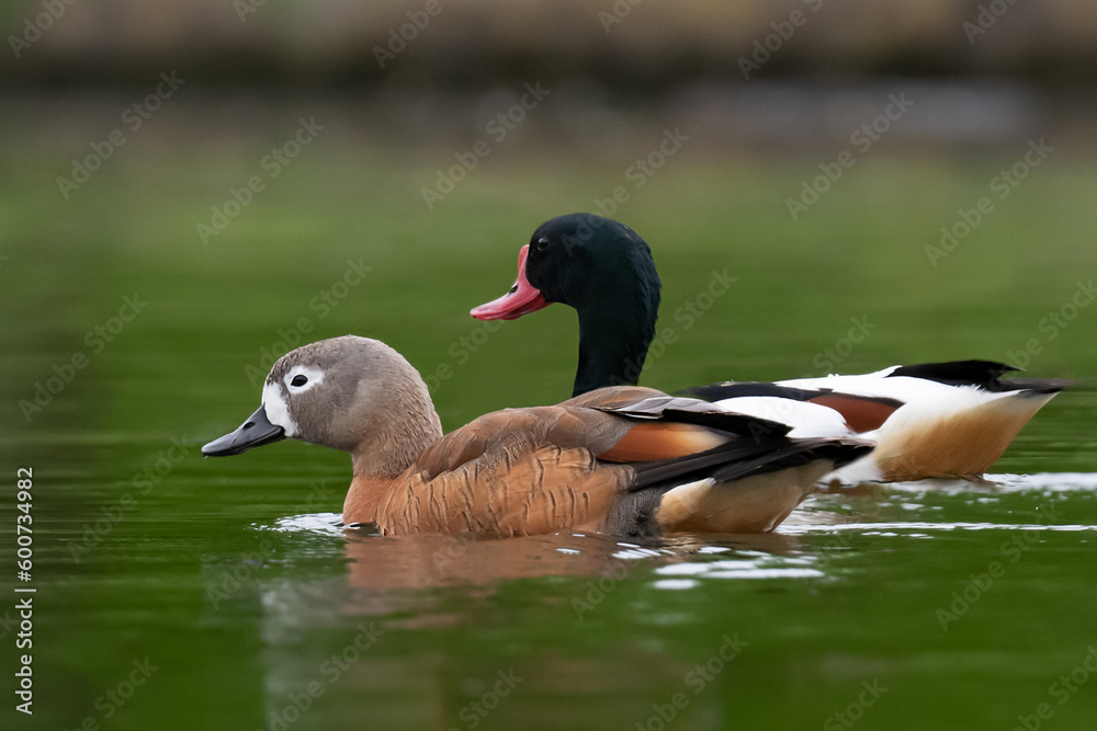 A Shelduck and a Ruddy Shelduck swimming in a large pond in Home Park A Shelduck and a Ruddy Shelduck swimming in a large pond in Home Park