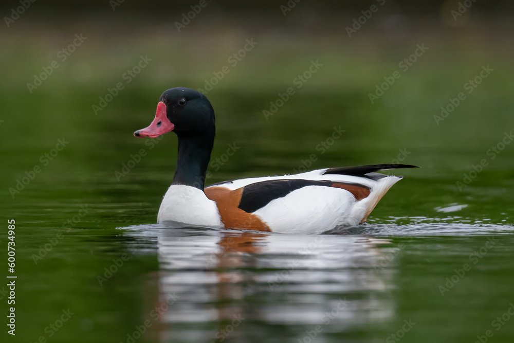 Shelduck swimming in a large pond in Home Park Shelduck swimming in a large pond in Home Park