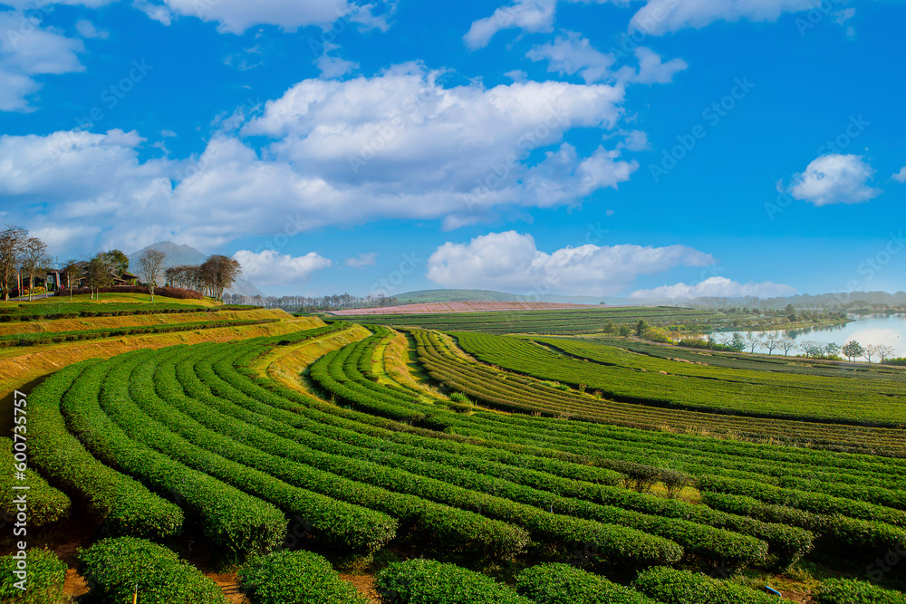 tea plantation scenery with clear sky