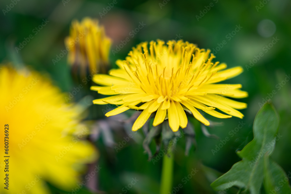 Big yellow flower in a field. Open dandelion flower waiting to be pollinated by bees. Nature, plants and ecosystem. Pollen, petals and yellow pigment.
