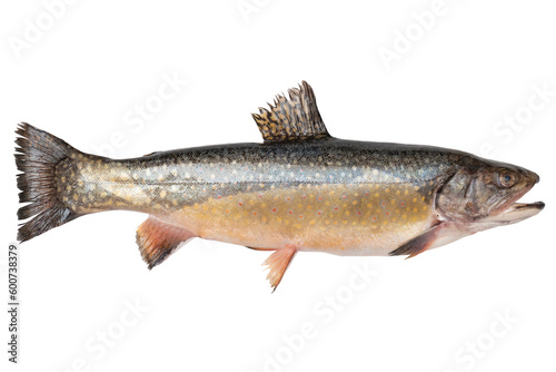 Char live fish isolated on transparent background. Carved fish object for advertising and decoration. Salvelinus