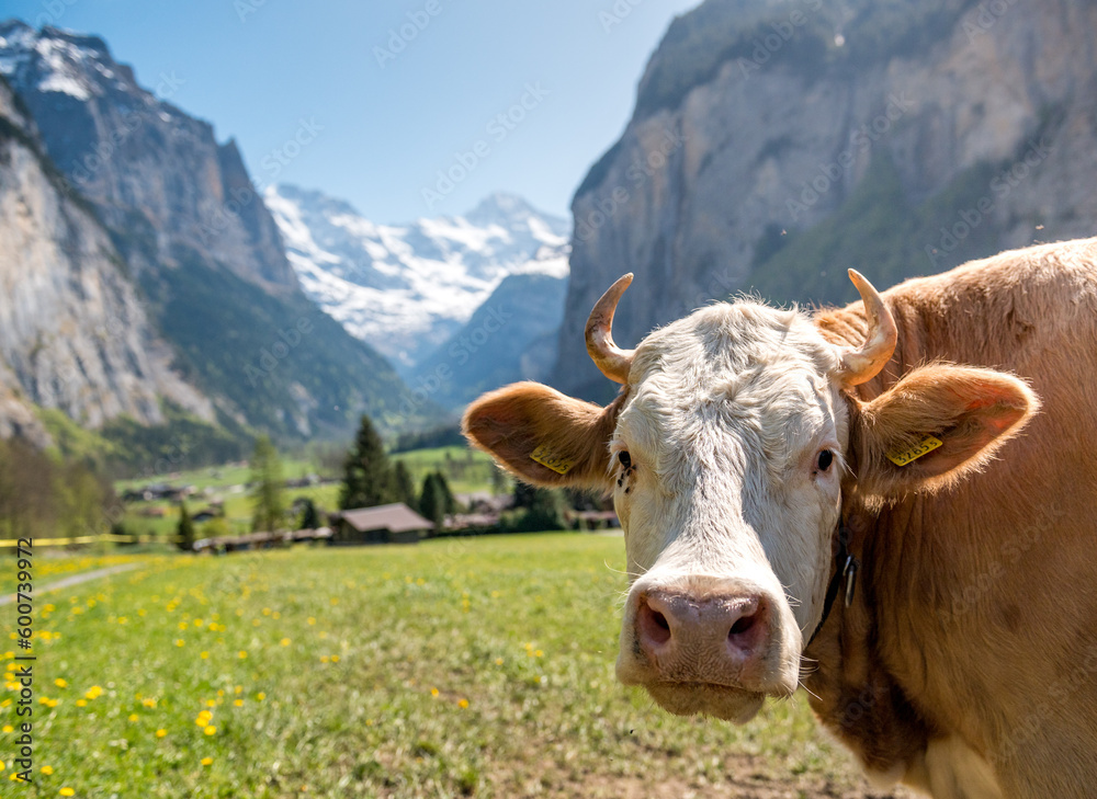 swiss cows in Lauterbrunnen on a beautiful sunny spring day in the Bernese Alps swiss cows in Lauterbrunnen on a beautiful sunny spring day in the Bernese Alps