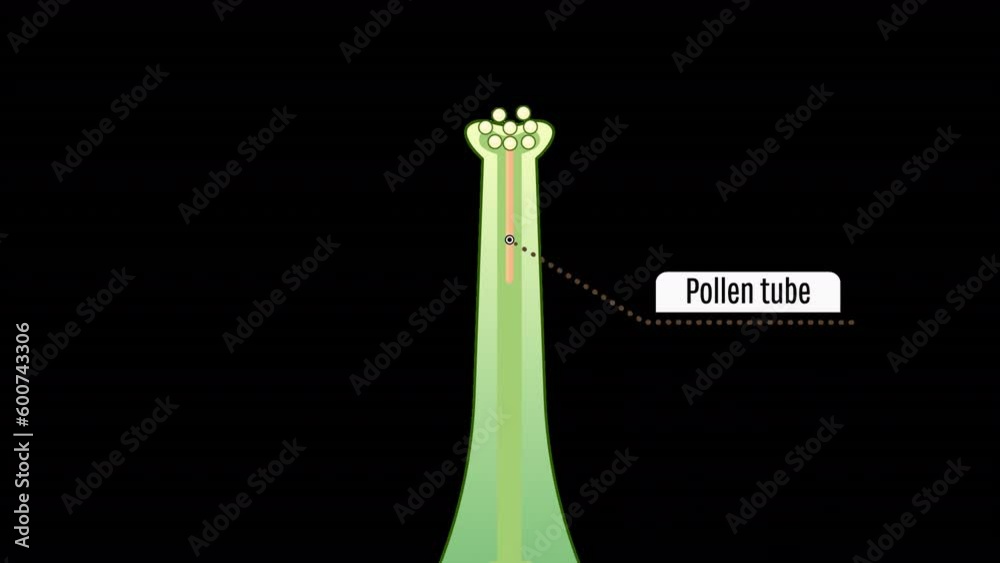 Animation 2D of a Flower Sperm Nuclei, Double fertilization, Flower Pollination, Reproduction in Plant Diagram, Flower Organs Animation, Transparent background