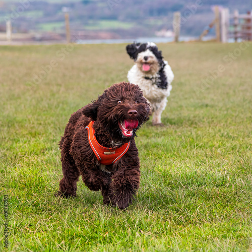 Surprised Sproodle puppy being chased by another puppy in a field