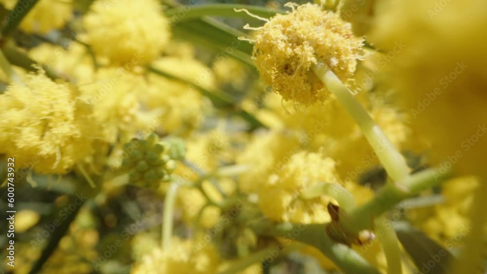 Slider inside a bush with Mimosa flowers, macro. Slider inside a bush with Mimosa flowers, macro.