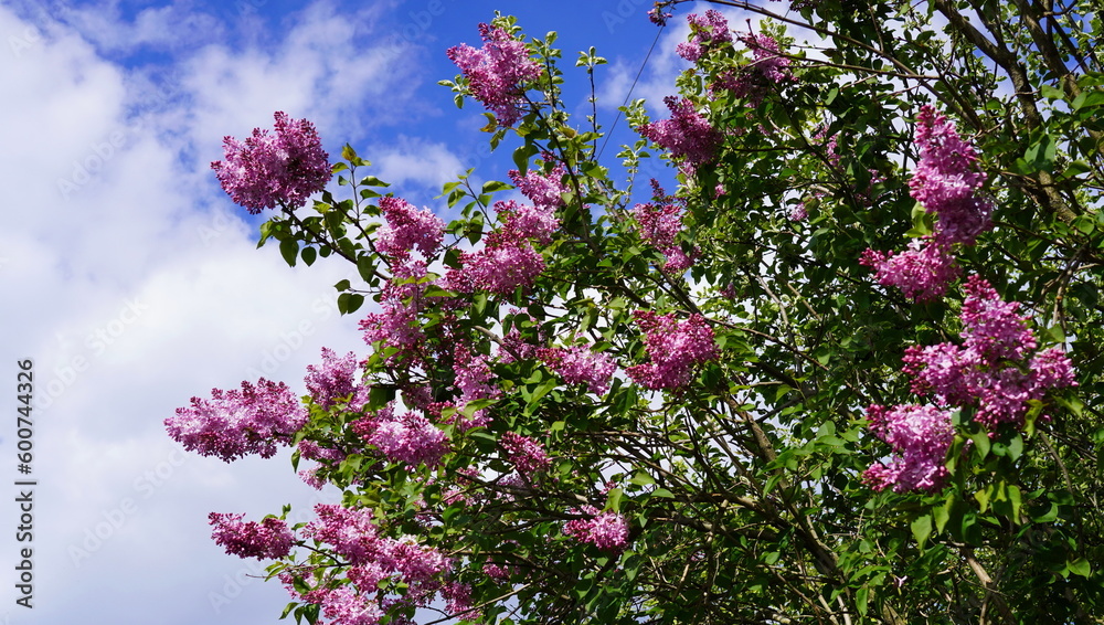 lilac bush with purple flowers on branches against the blue sky in spring