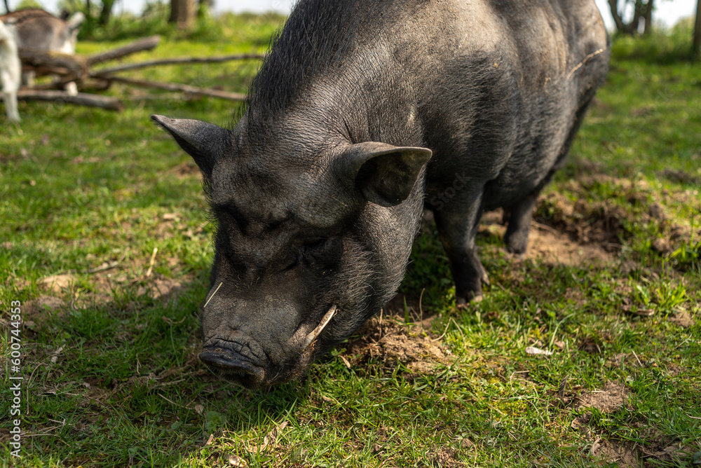 Adult black pig with fangs on a free grazing.