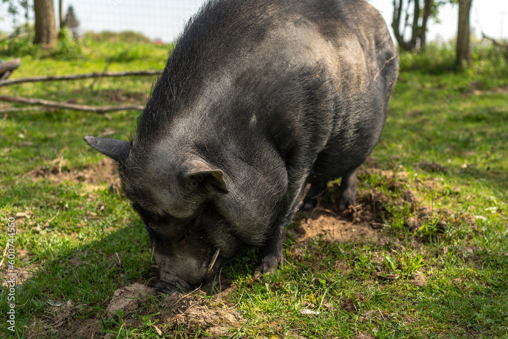 Adult black pig with fangs on a free grazing. Adult black pig with fangs on a free grazing.