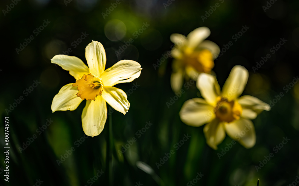 Srping daffodils at Penrhos Nature reserev, Anglesey, North Wales, UK Srping daffodils at Penrhos Nature reserev, Anglesey, North Wales, UK
