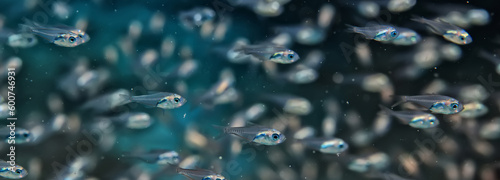 Photography flock of young small school fish under water background ocean