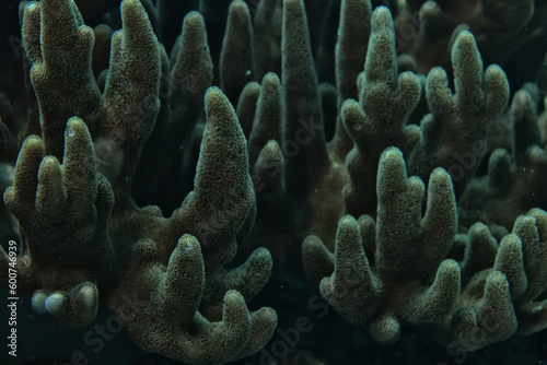 Fototapeta Naklejka Na Ścianę i Meble -  coral texture underwater background reef abstract sea